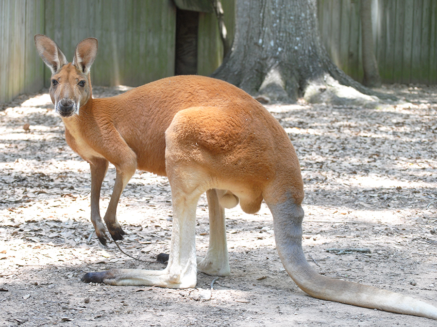 kangaroo