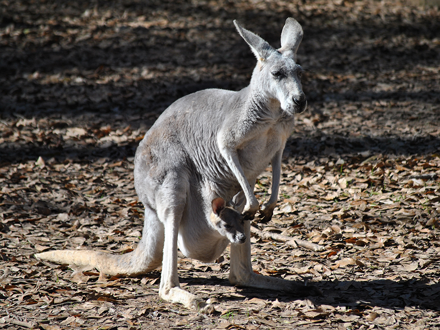 kangaroo