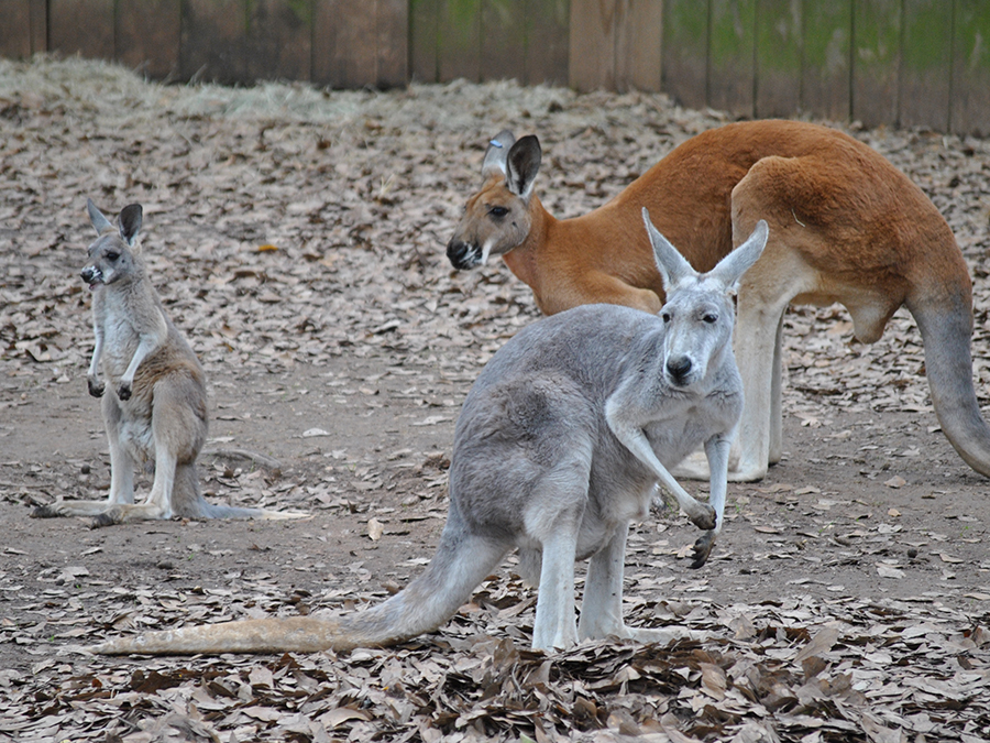 kangaroo