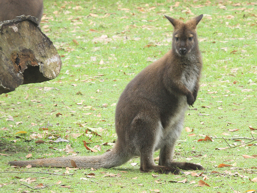 red-necked wallaby