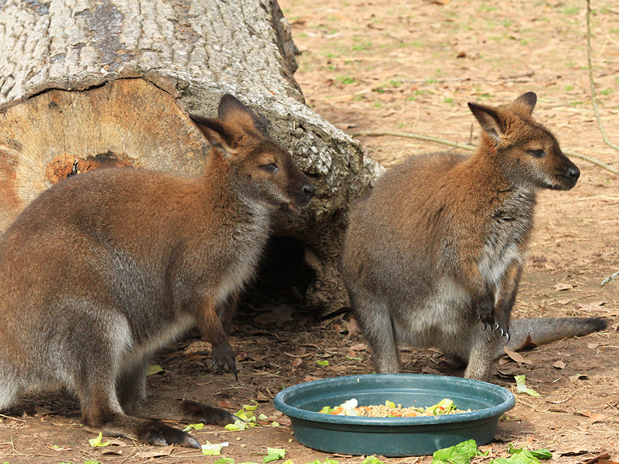 red-necked wallaby