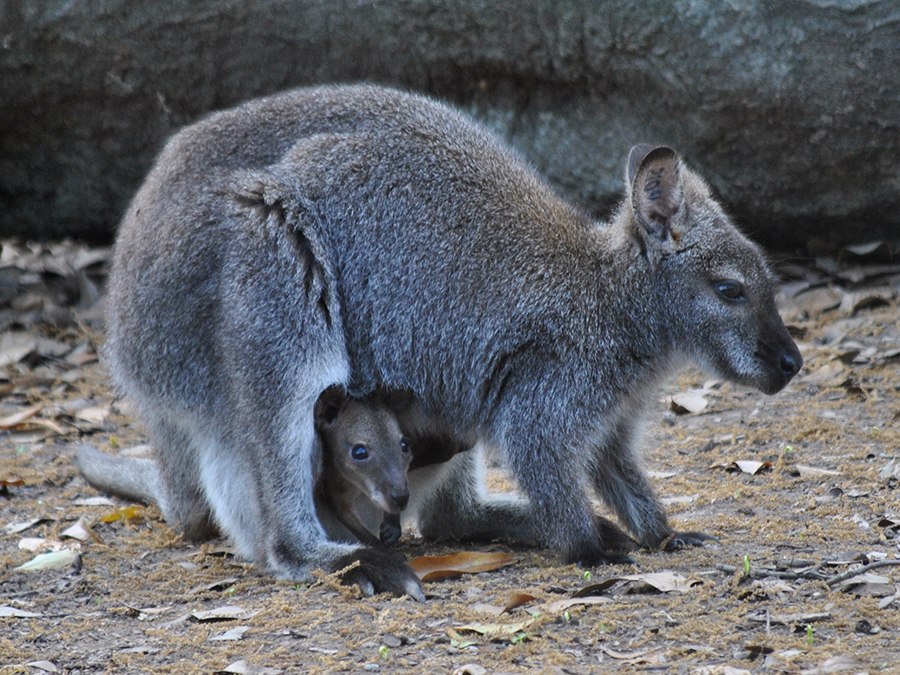 red-necked wallaby