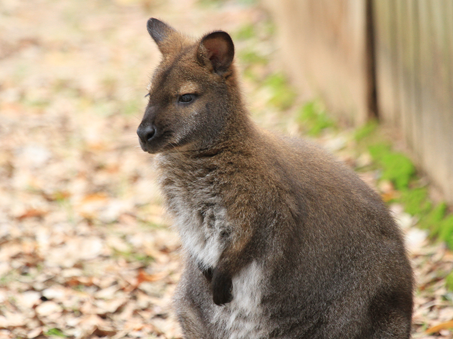 red-necked wallaby