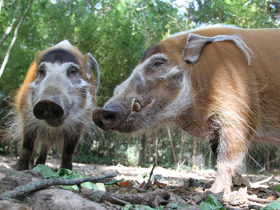 Red River Hog