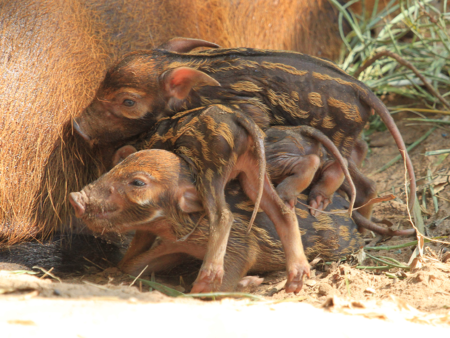 red river hog