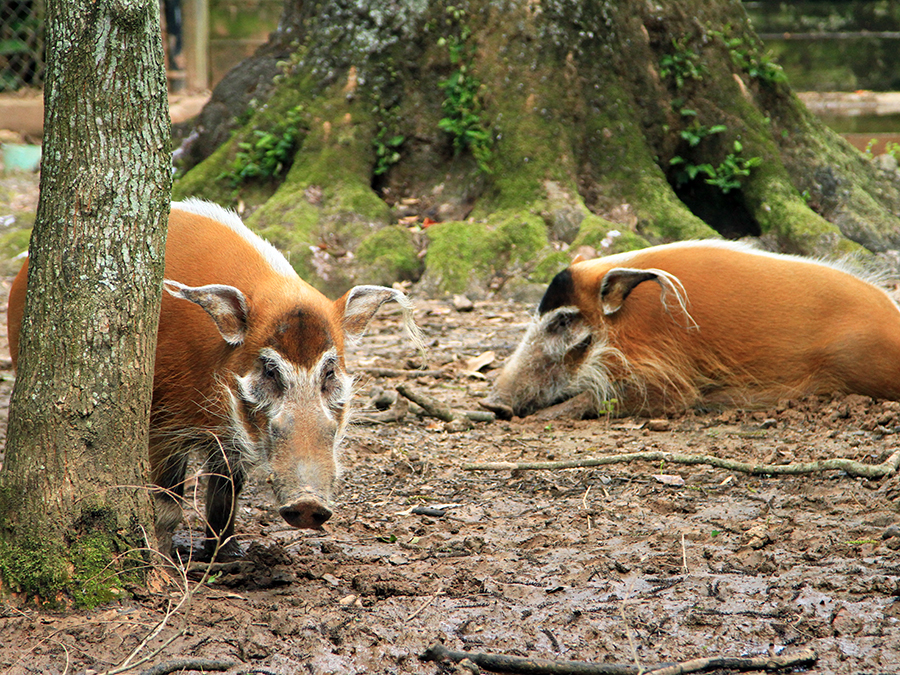 red river hog