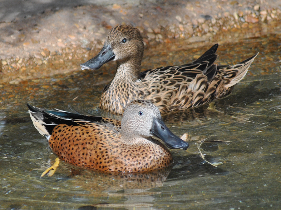 red shoveler male and female