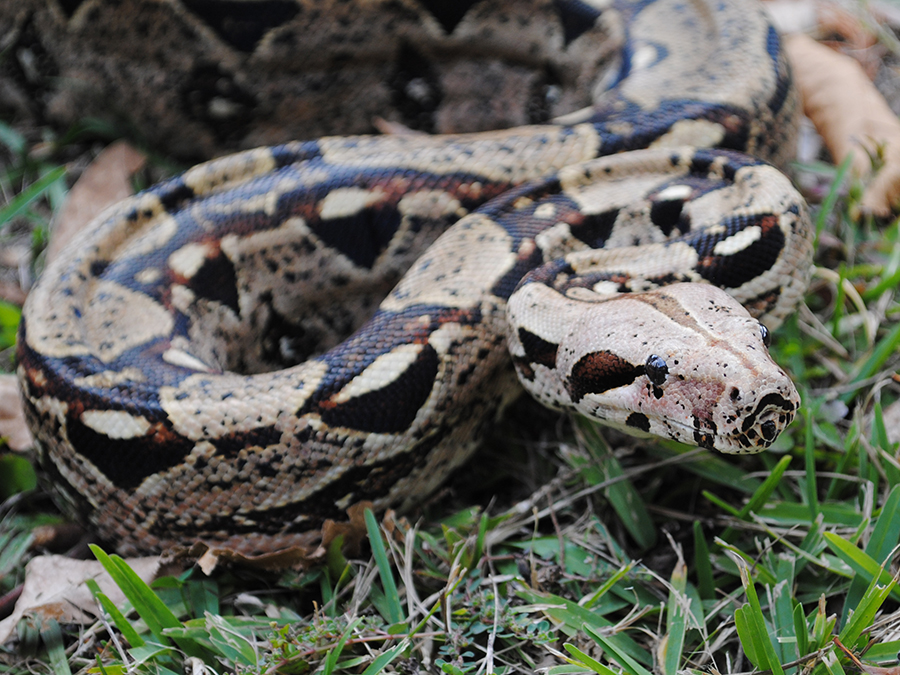 Red Tailed Boa  Zoo Med Laboratories, Inc.