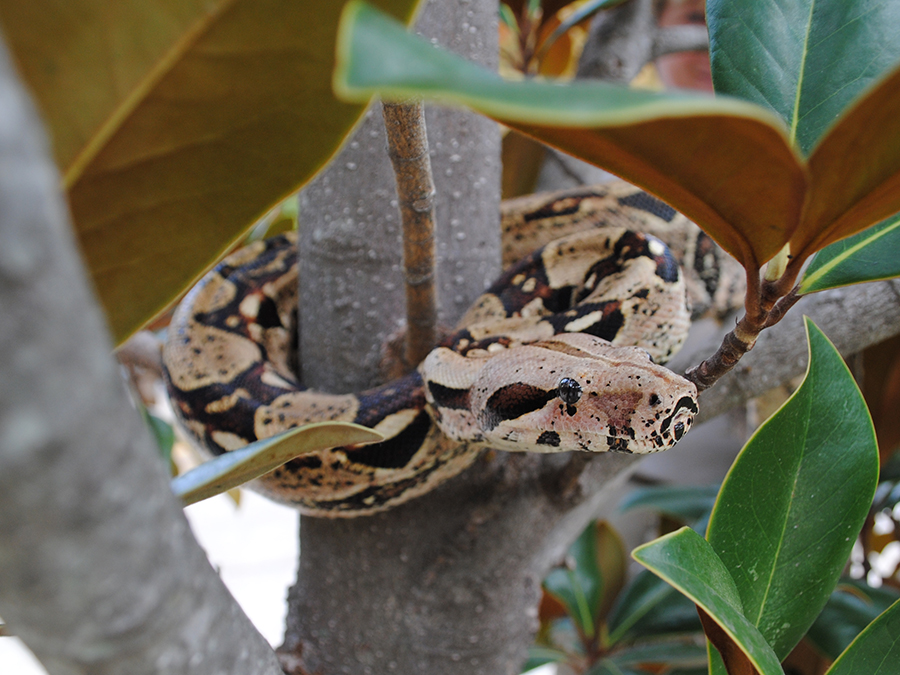 red-tailed boa