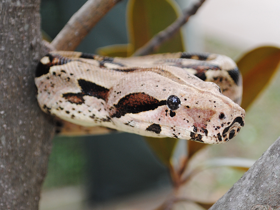 red-tailed boa