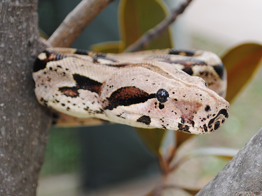 red-tailed boa