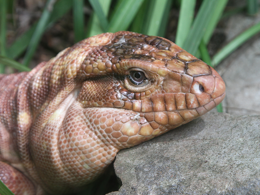 red tegu