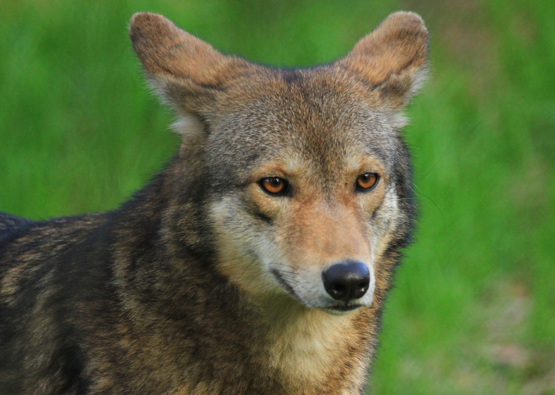 Red Wolf