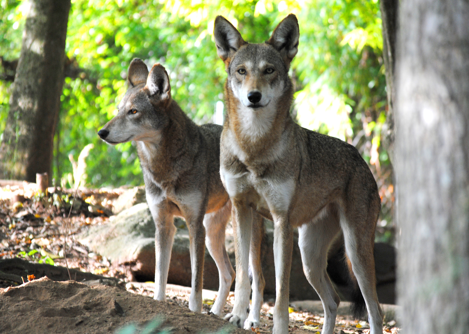 Red Wolf