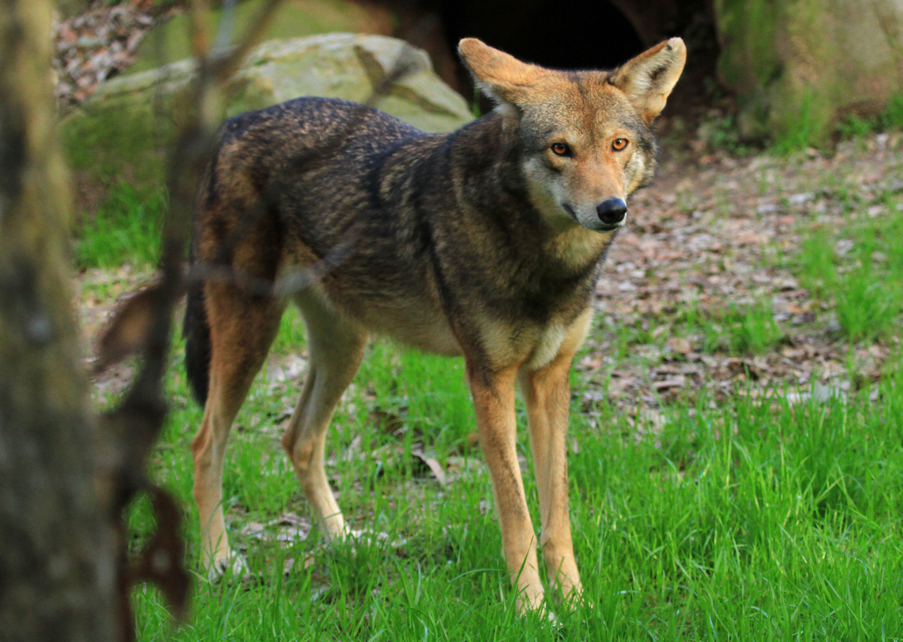 Red Wolf