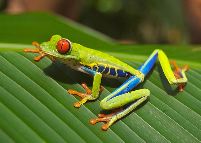 red-eyed tree frog