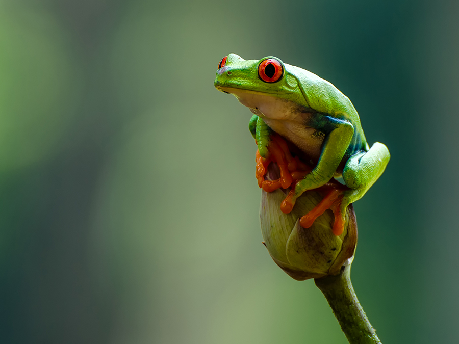 red-eyed tree frog