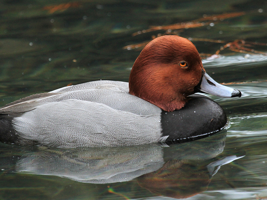 redhead