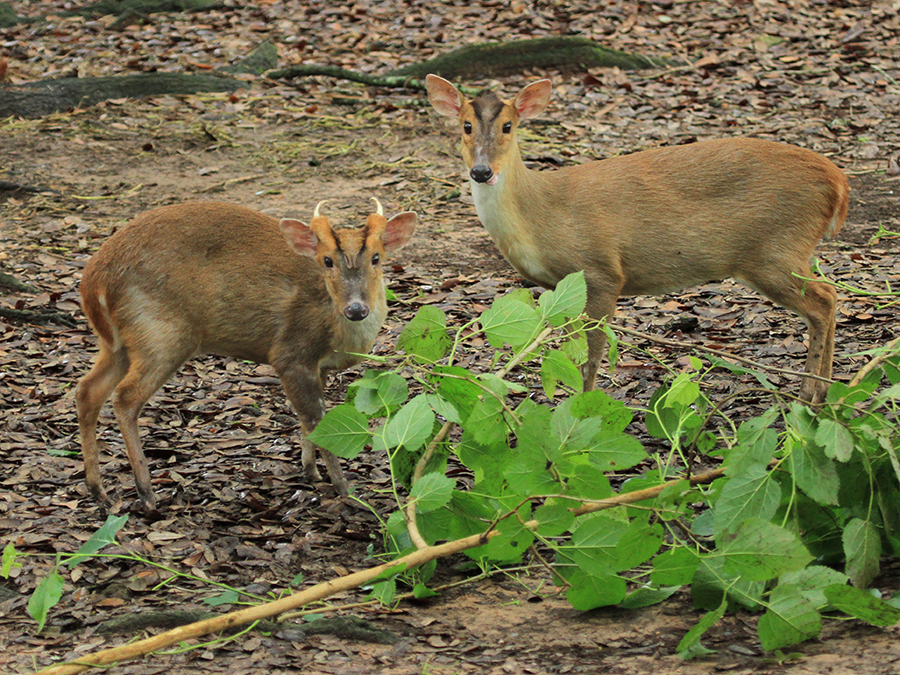 Reeve's muntjac