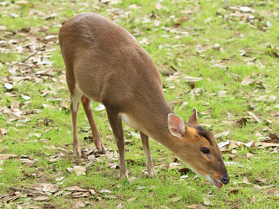 Reeve's muntjac