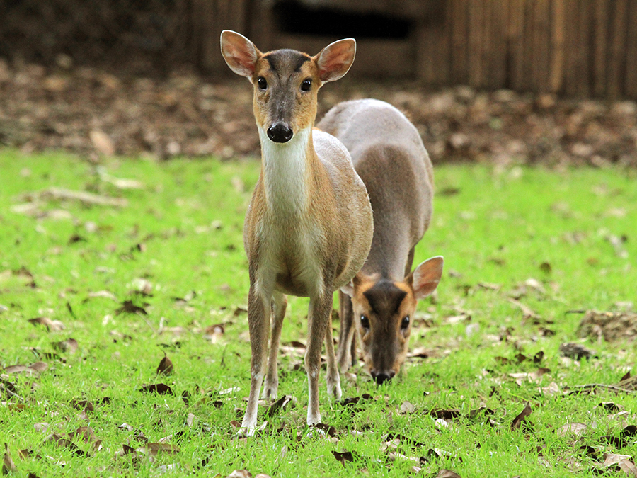 Reeve's muntjac