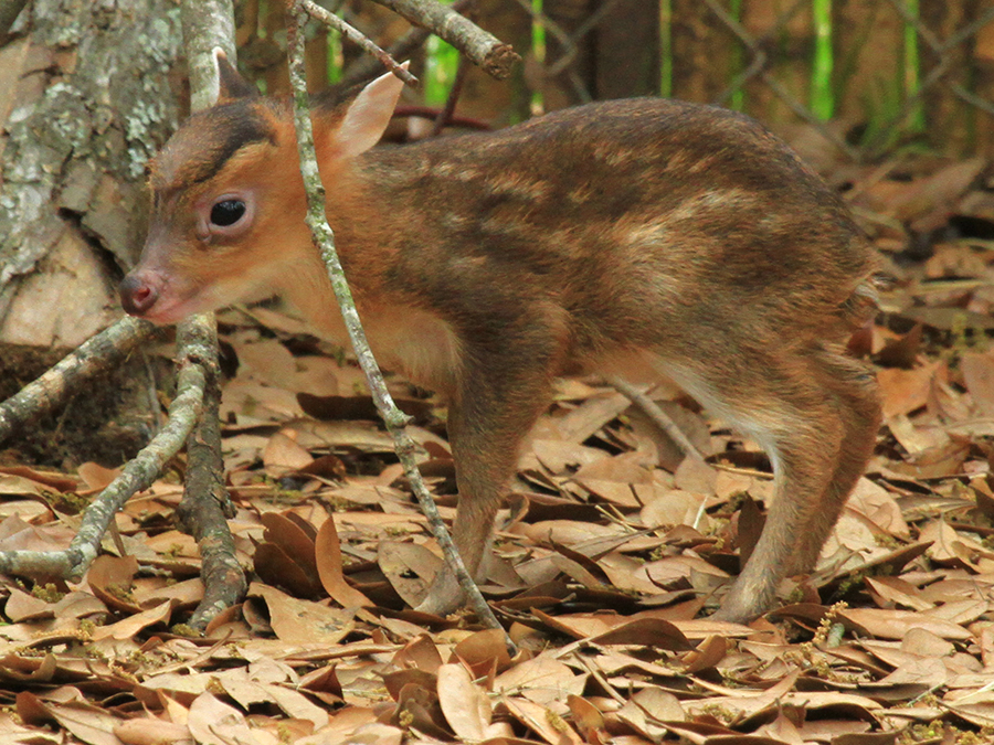 Reeve's muntjac