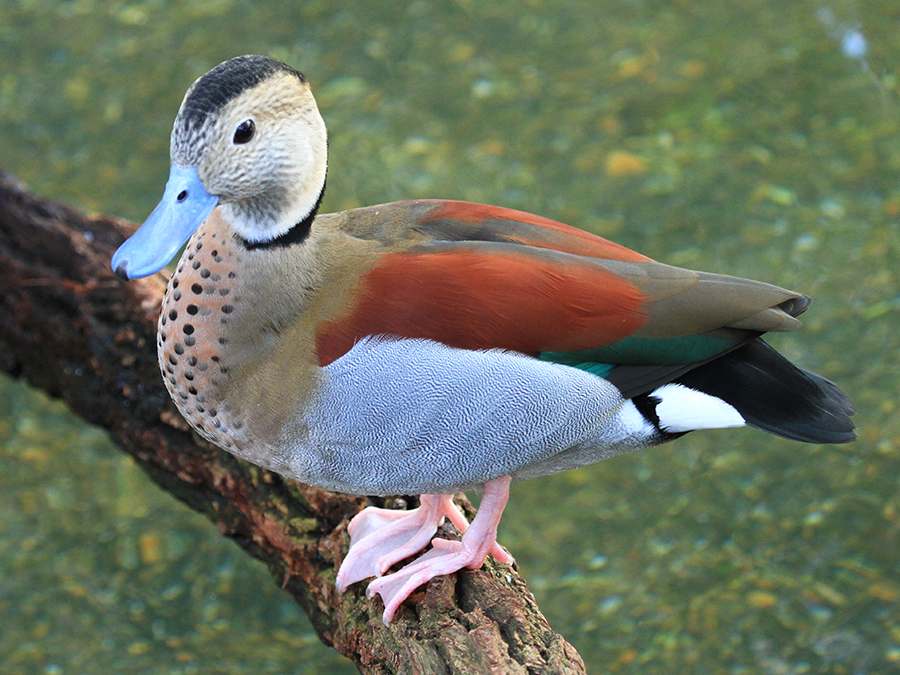 ringed teal