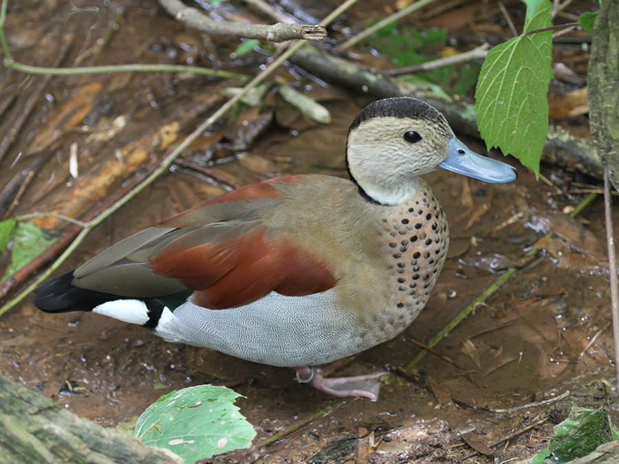 ringed teal