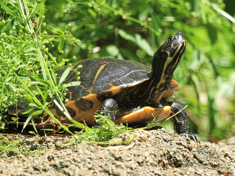 river cooter