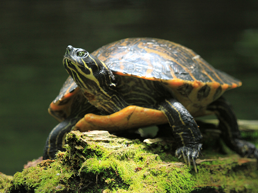 River Cooter Alexandria Zoo