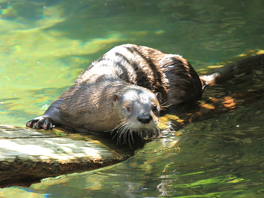 river otter