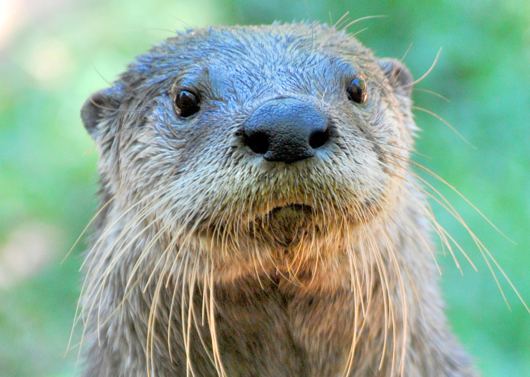 North American river otter