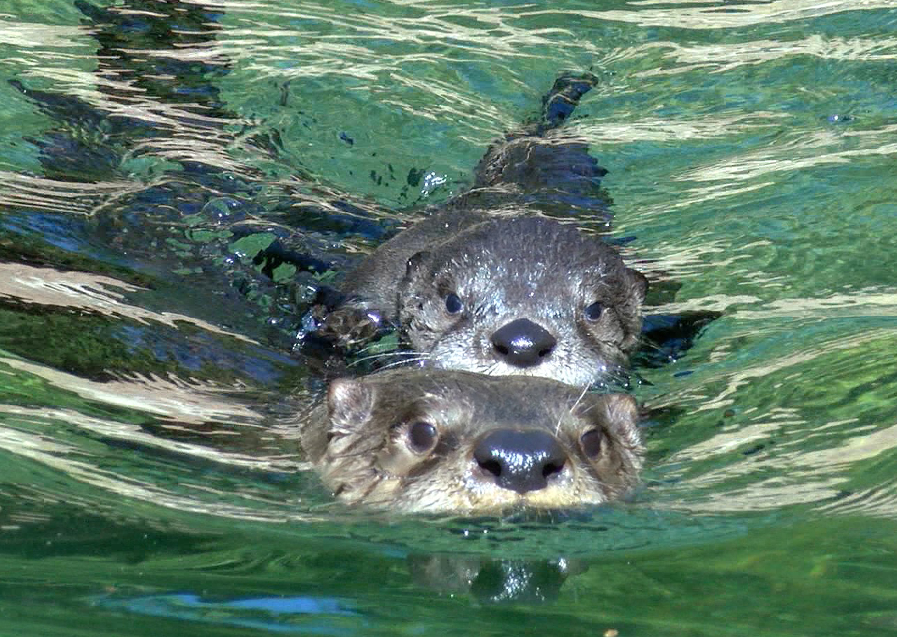 river otter pup and mom