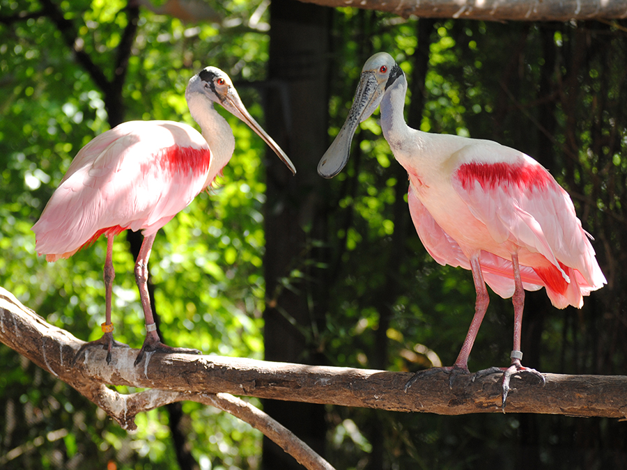 roseate spoonbill