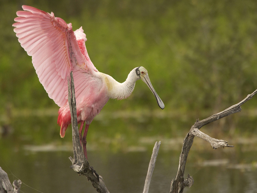 roseate spoonbill