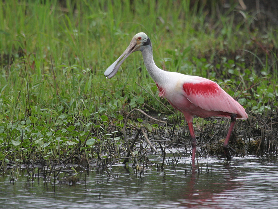 roseate spoonbill