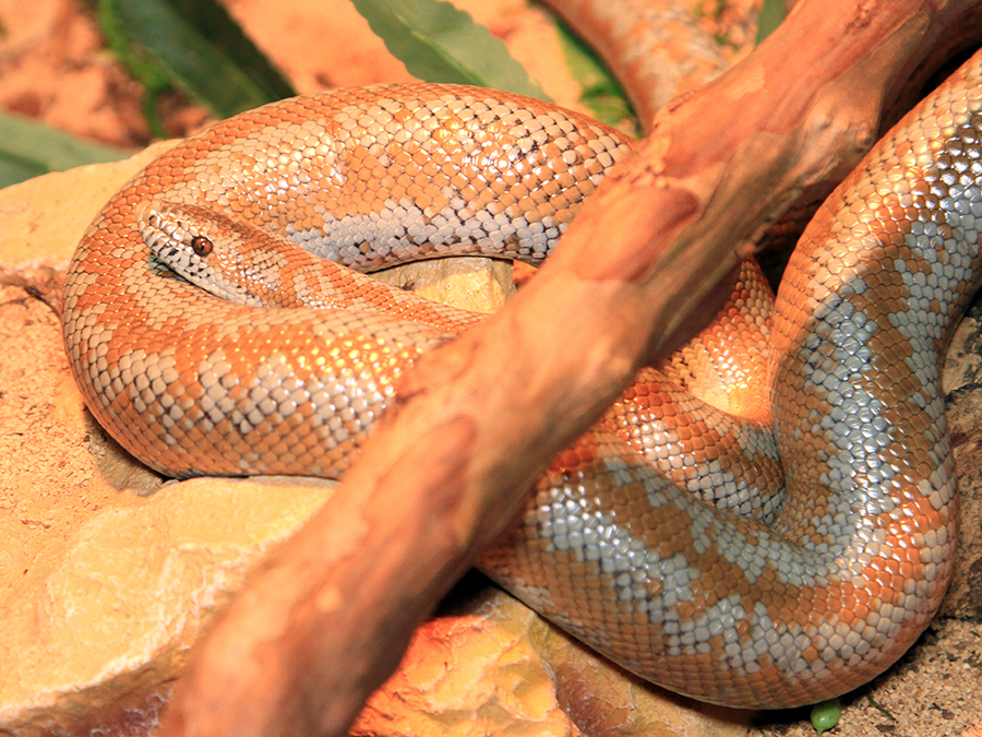 rosy boa