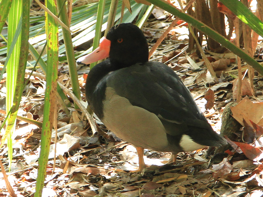 rosy-billed pochard