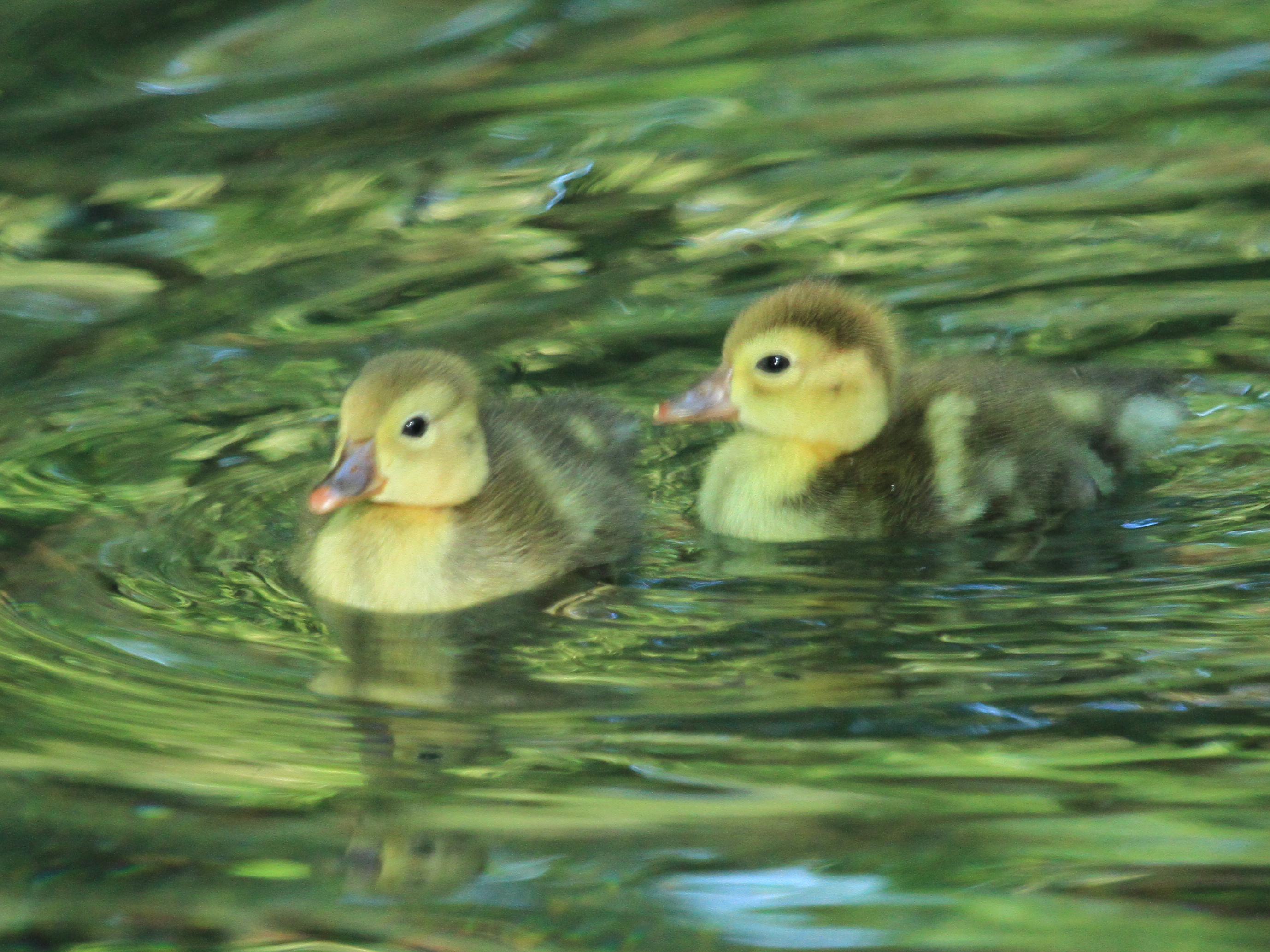 rosy-billed pochard babies