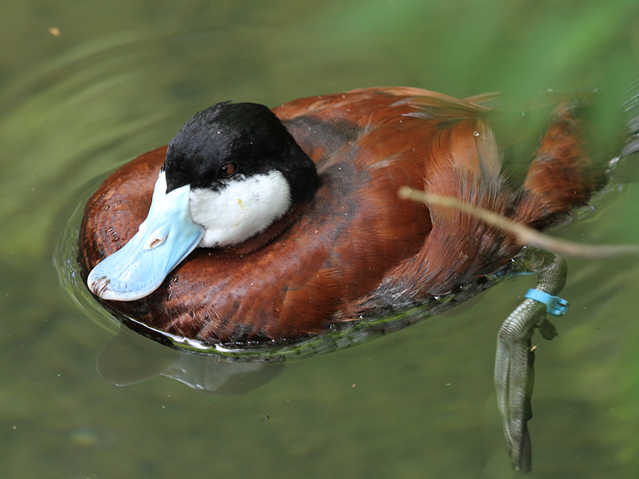 Ruddy duck  Smithsonian's National Zoo and Conservation Biology Institute