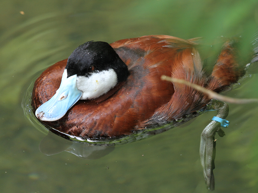 ruddy duck