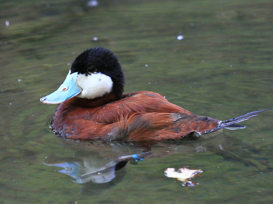 ruddy duck