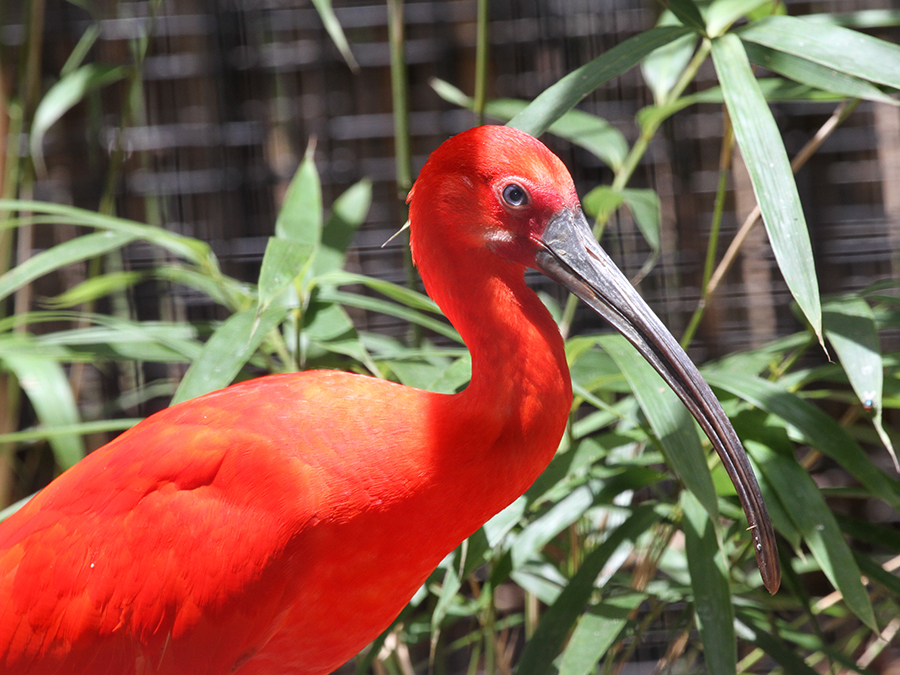 scarlet ibis