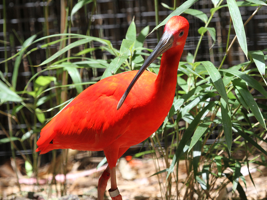 scarlet ibis