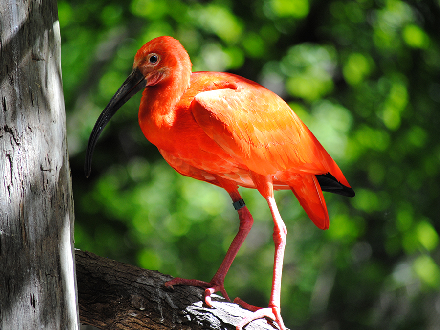 scarlet ibis