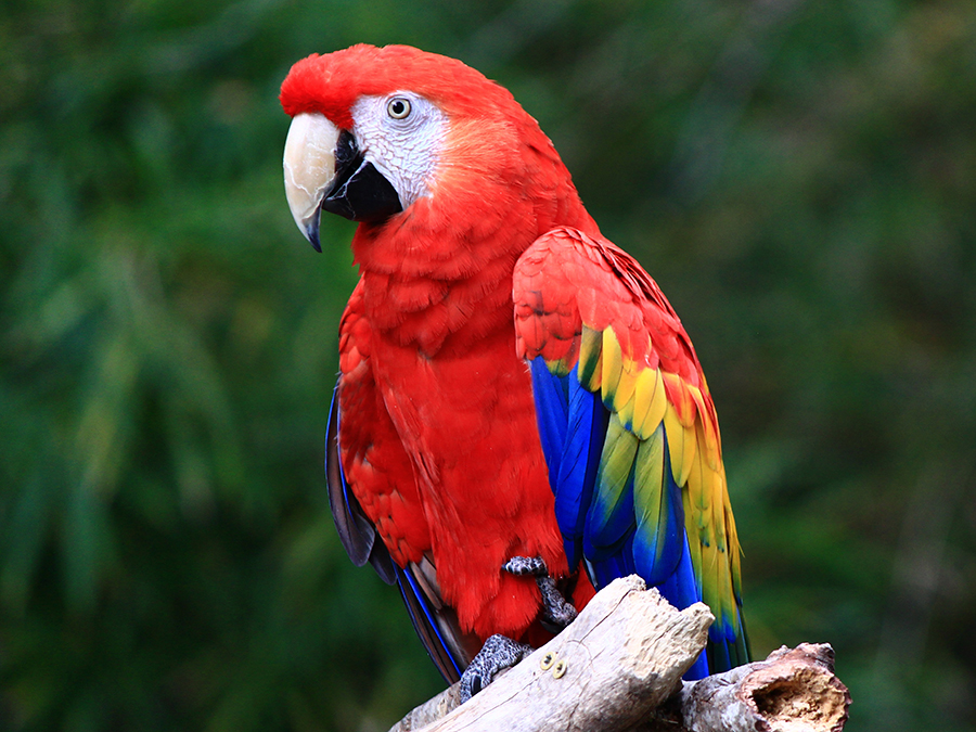 scarlet macaw