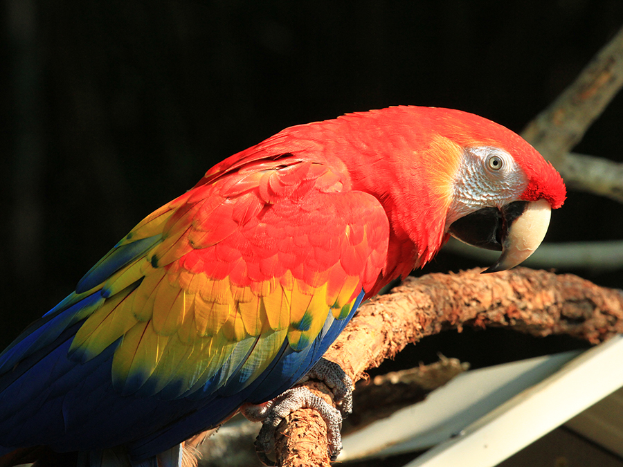 scarlet macaw