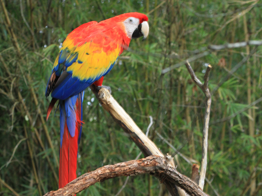 scarlet macaw