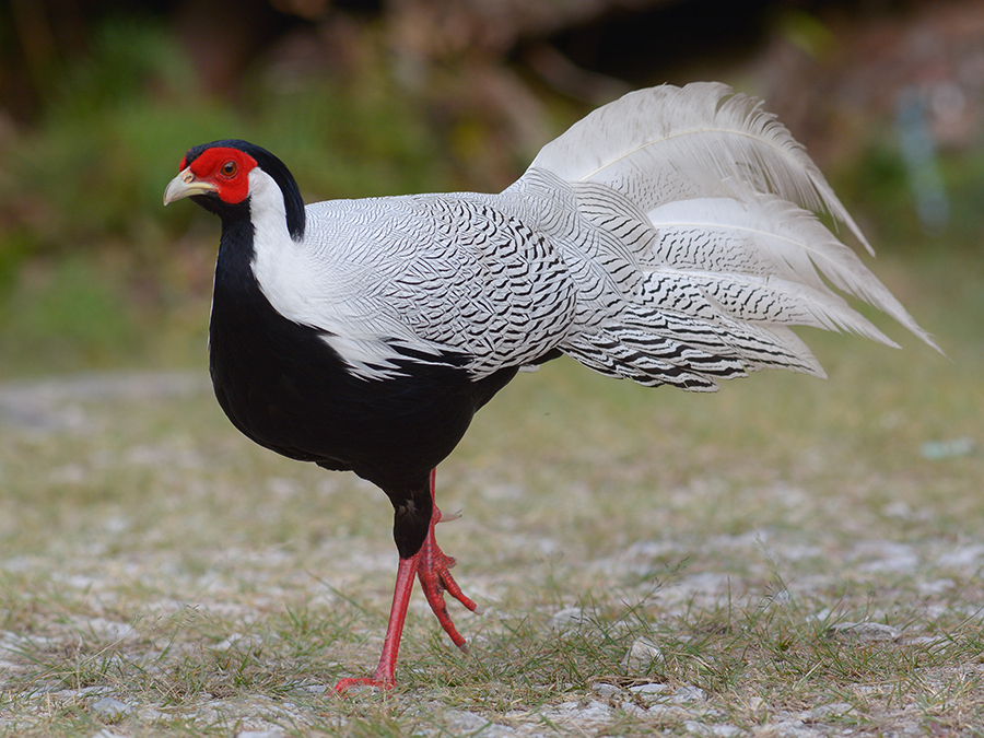 silver pheasant