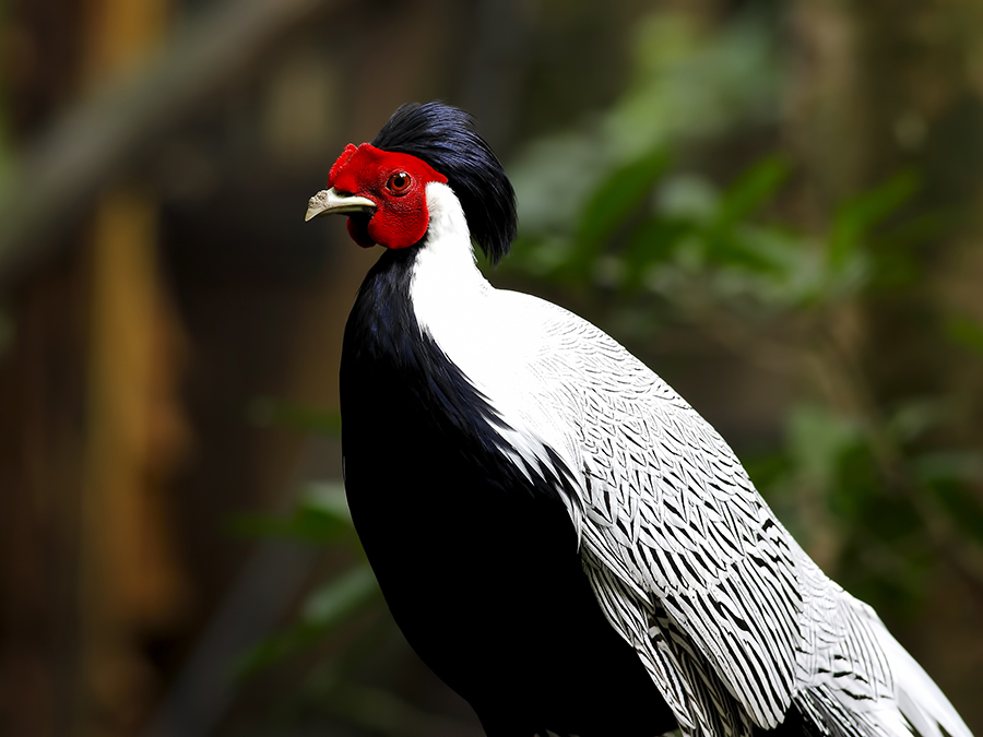 silver pheasant